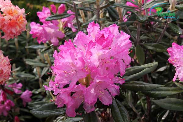 Rhododendron smirnowii